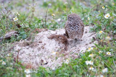 Burrowing Owl with burrow, Marco Island.jpg