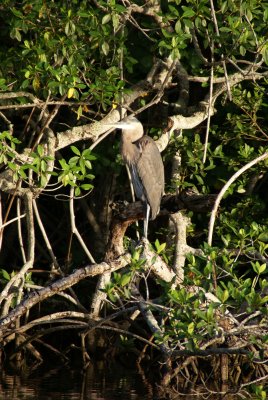 Naples, Florida