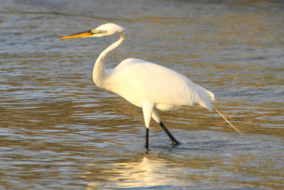 Naples, Florida