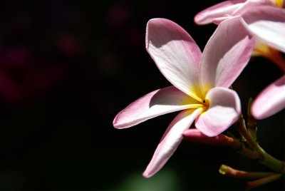 Plumeria