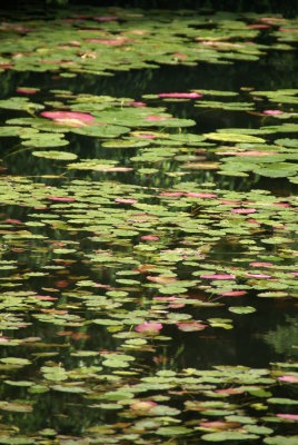 Lilly Pads