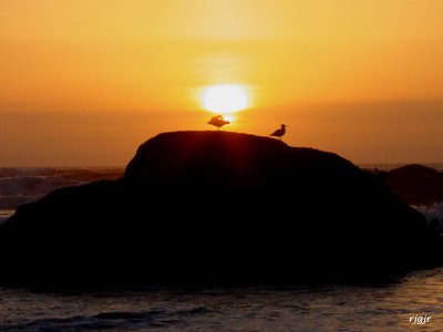 Two Gulls and a Sunset