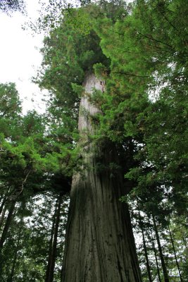Del Norte Redwoods State Park