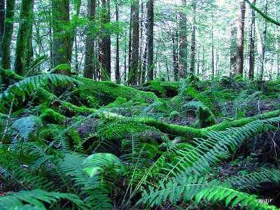 Del Norte Redwoods State Park