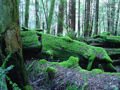 Del Norte Redwoods State Park
