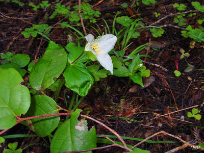 Del Norte Redwoods State Park