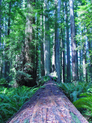Del Norte Redwoods State Park