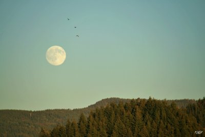 Moon and Birds over Grizzley Mt.