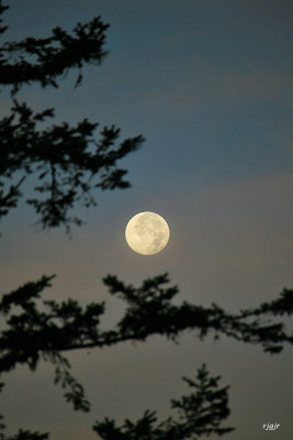 Full Moon cradeled in a Fir Tree