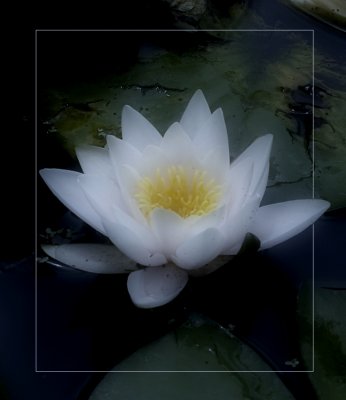 water Lily version 1