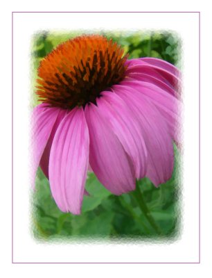 PurpleCone Flower Version 3