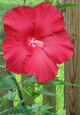 Hibiscus.jpg