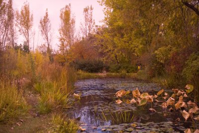 Lily Pond Hudson Garden