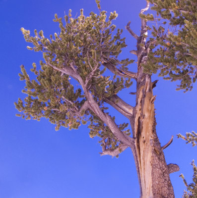 Bristlecone Pine at Eagle's Nest