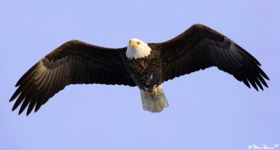 Bald Eagle Right at You