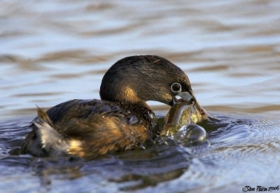 Pied Billed Grebe With Fish