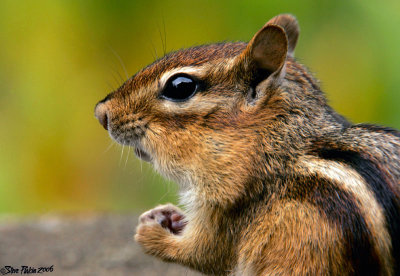 Chipmunk In Close