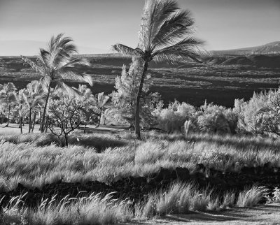 palm-cluster-1-upload.jpg