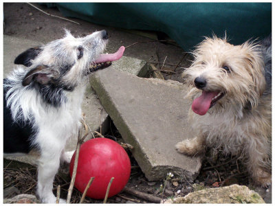 Mesmer and Poppy Playing Football
