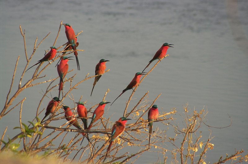 Merops nubicoides