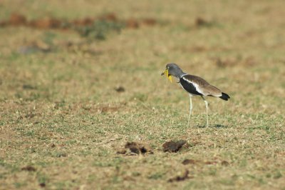 Lapwing plover