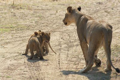 Lions