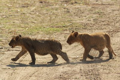 Lion cubs