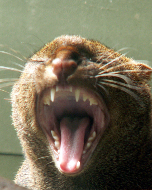 jaguarundi, 2008