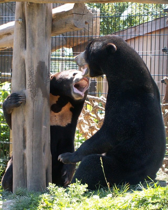 sun bears 2008