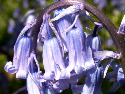 April 28 Bluebells (Bluebonnets in Texas)
