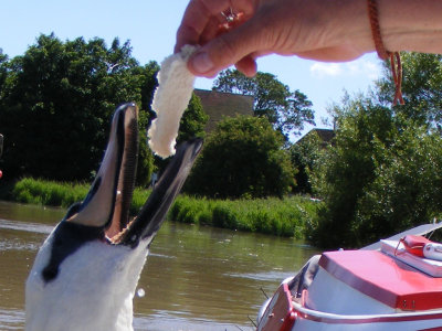 Sandwich wildlife June 5 - feeding swans