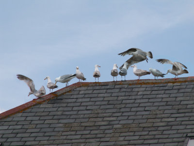 Sandwich wildlife: gulls on Highway Marine roof from my bedroom window