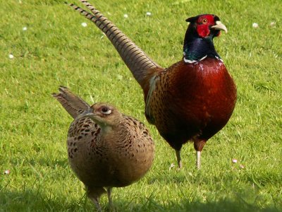 Partridges in Jacquie's garden