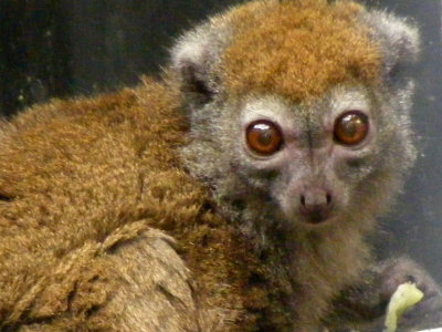 bamboo lemur 2008