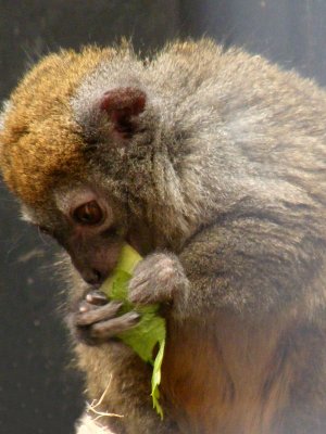 bamboo lemur 2008