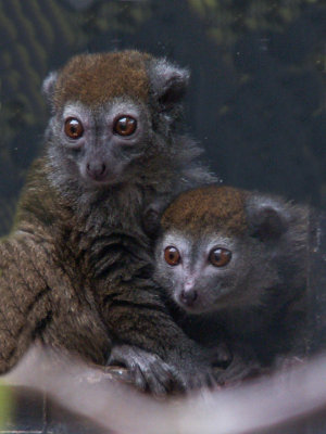 bamboo lemur 2008