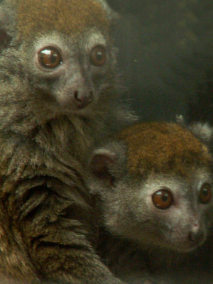bamboo lemur 2008