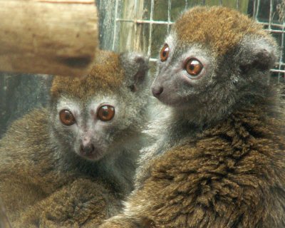 bamboo lemur 2008