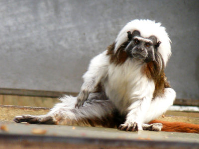 cotton top tamarin 2008