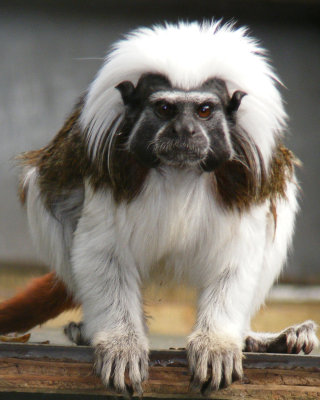 cotton top tamarin 2008