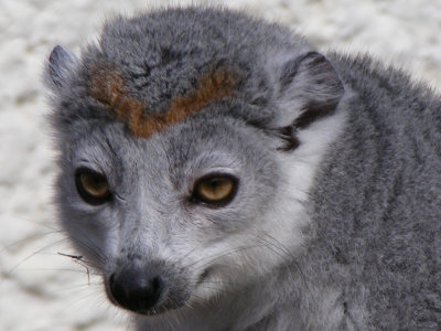 crowned lemur 2008