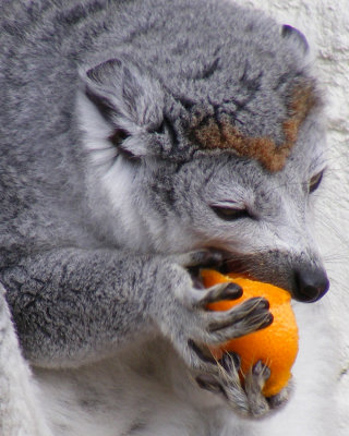 crowned lemur 2008