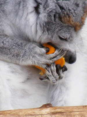 crowned lemur 2008