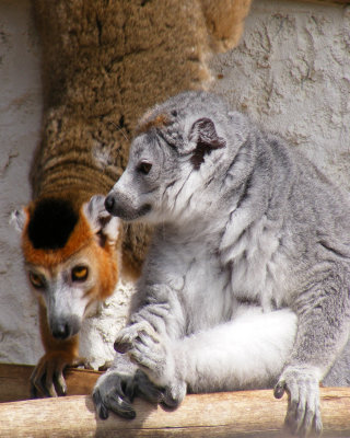 crowned lemur 2008