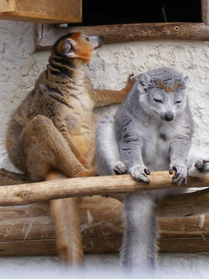 crowned lemur 2008