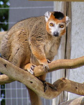 crowned lemur 2008