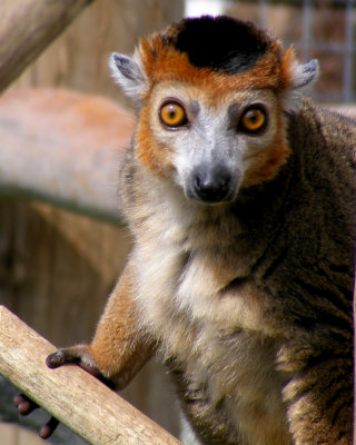 crowned lemur 2008