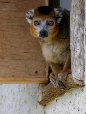 crowned lemur 2008