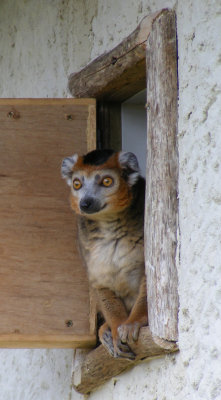 crowned lemur 2008