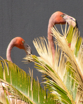 flamingos 2008